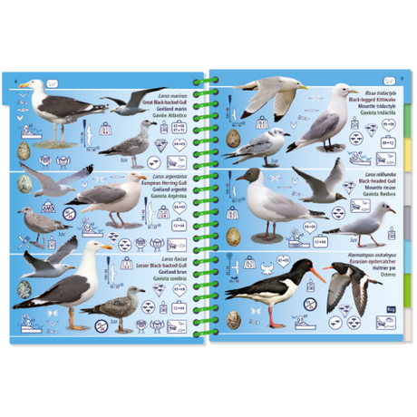 The "Pictolife Low-Tide Eastern Atlantic" by Pictolife Marine Guides is an illustrated gem for tide pool enthusiasts, featuring gull and shorebird species with labeled features such as wing patterns and beak shapes. This waterproof guidebook is designed with a blue background and a green spiral binding, also incorporating illustrations of eggs and feet for easy identification.