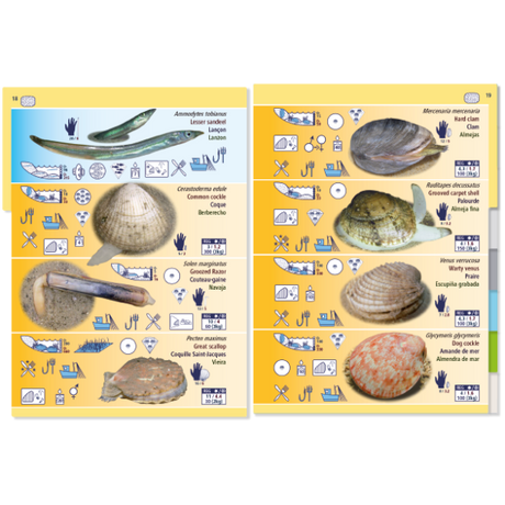 The "Pictolife Low-Tide Eastern Atlantic" educational poster by Pictolife Marine Guides showcases images and names of various shellfish and eels, along with icons for boiling, steaming, and frying methods. It is set against a vibrant yellow and blue background.