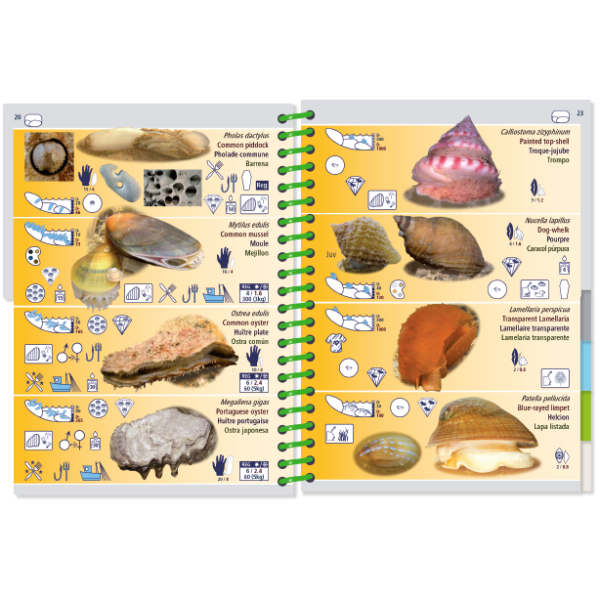 The Pictolife Low-Tide Eastern Atlantic by Pictolife Marine Guides is an ideal guidebook for any tide pool detective, featuring various shell species with detailed images and icons for easy identification. Each waterproof page is crafted to endure your seaside adventures.