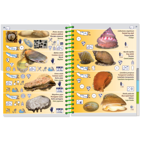 The Pictolife Low-Tide Eastern Atlantic by Pictolife Marine Guides is an ideal guidebook for any tide pool detective, featuring various shell species with detailed images and icons for easy identification. Each waterproof page is crafted to endure your seaside adventures.