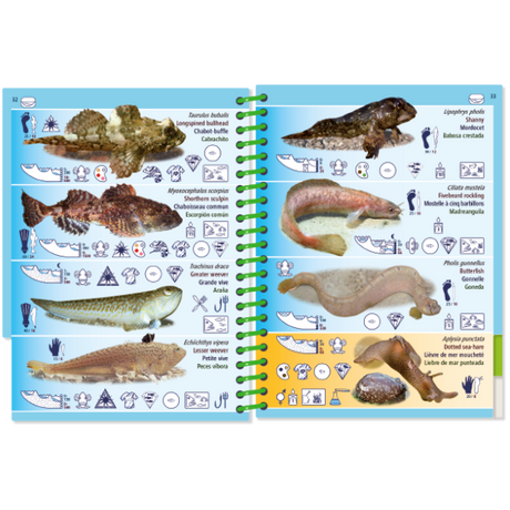 The Pictolife Low-Tide Eastern Atlantic by Pictolife Marine Guides is a waterproof guidebook filled with illustrations of fish species and their scientific names. It includes habitat icons and scale measurements for species like bullhead, stargazy, and puffer. The book features alternating blue and sand-colored backgrounds, making it an ideal companion for any tide pool explorer!