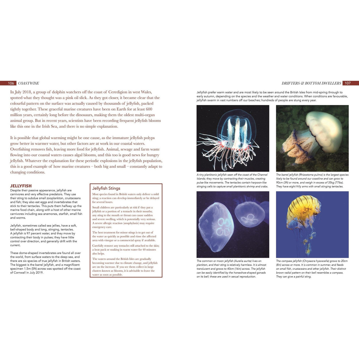 A spread in "Coastwise" by Fernhurst Books covers jellyfish, showcasing species images and descriptions. It discusses their stings, characteristics, roles in coastal ecosystems, and links to the British coastline.